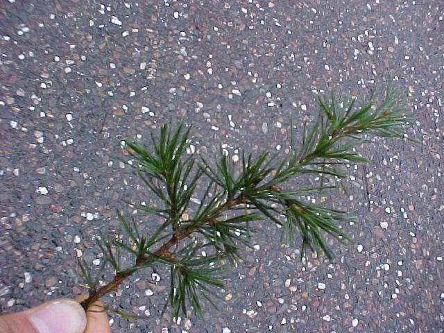 Cedrus atlantica