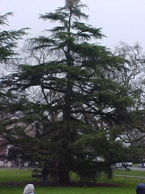 Cedrus deodara