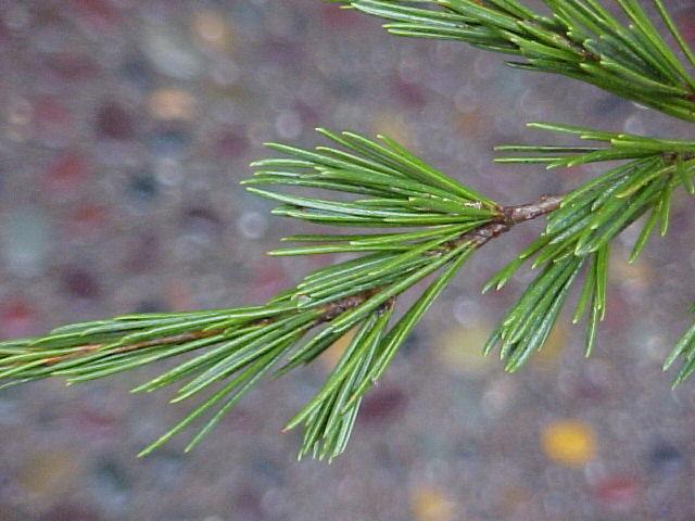 Cedrus deodara