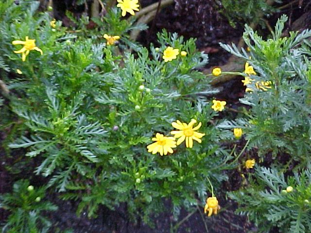 Euryops pectinatus 'Viridis'