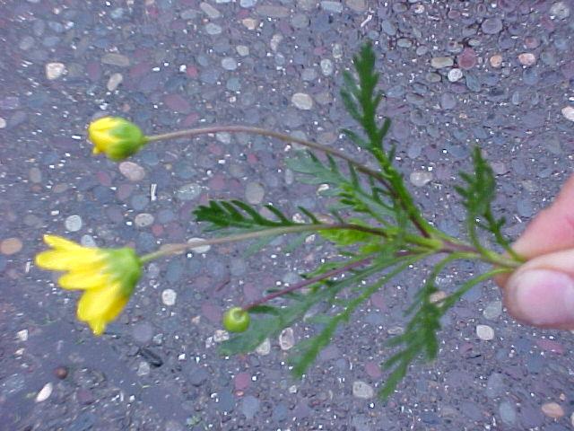 Euryops pectinatus 'Viridis'