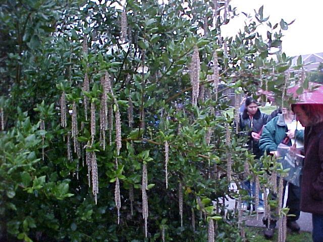 Garrya elliptica