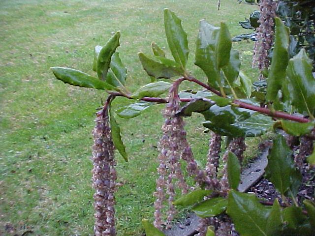 Garrya elliptica