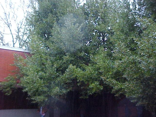 Laurus nobilis