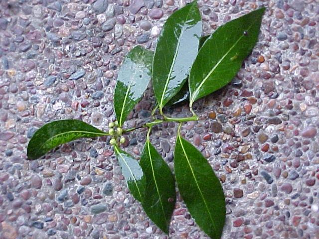 Laurus nobilis