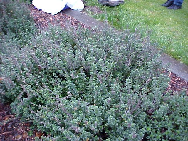 Teucrium Chamaedrys