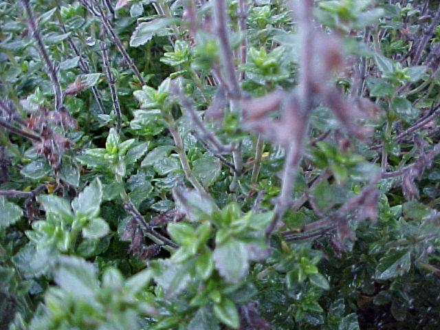 Teucrium Chamaedrys