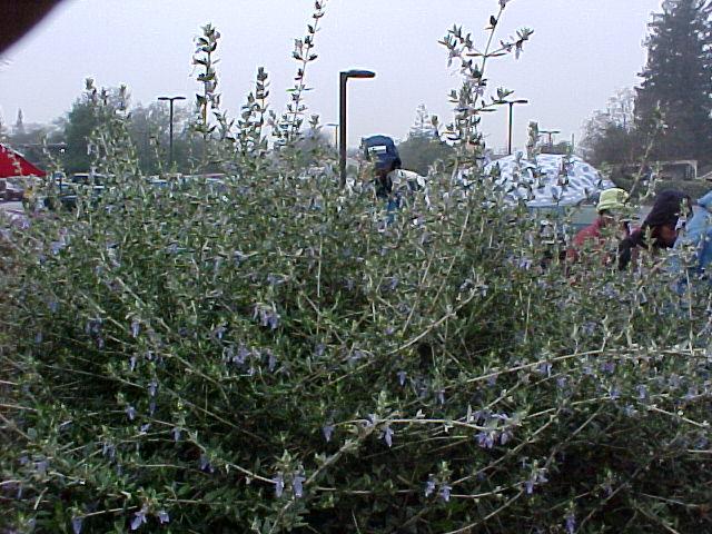 Teucrium fruticans