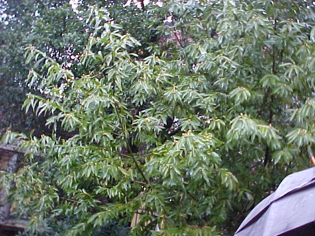 Umbellularia californica