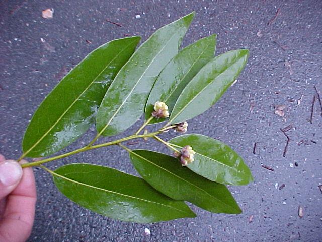 Umbellularia californica