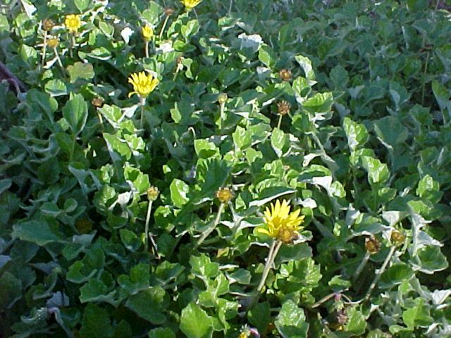 Arctotheca calendula