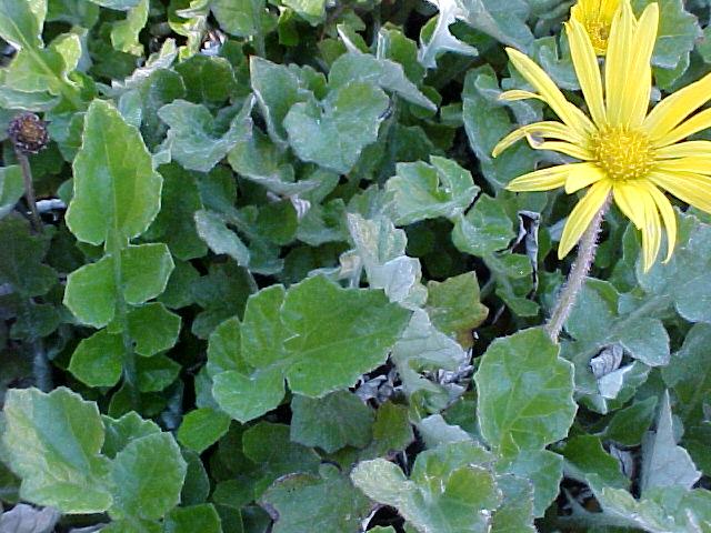 Arctotheca calendula