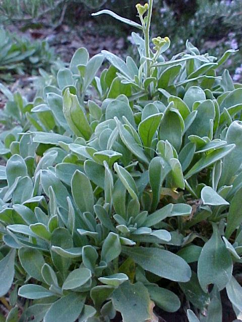 Aurinia saxatilis