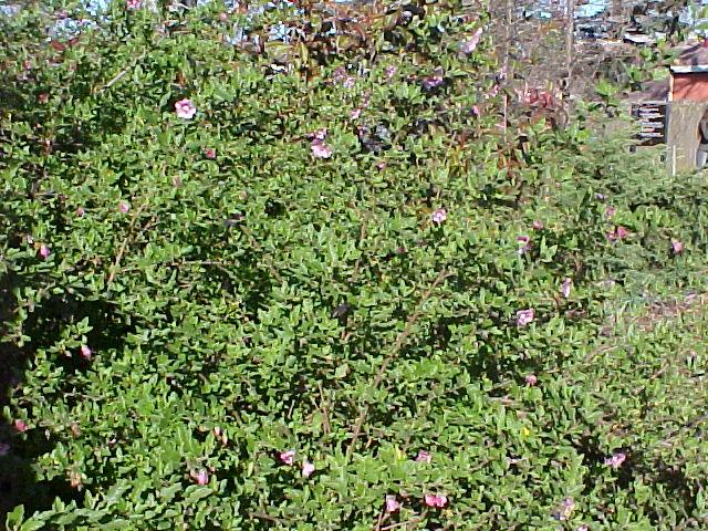 Anisodontea x hypomandarum