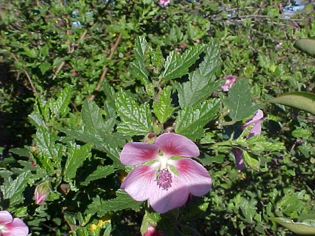 Anisodontea x hypomandarum