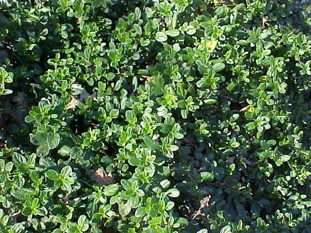 Ceanothus griseus horizontalis 'Yankee Point'