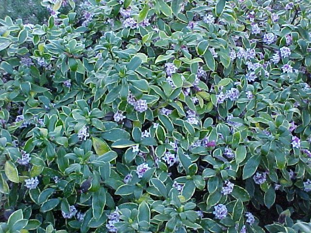 Daphne odora 'Aureo-marginata''