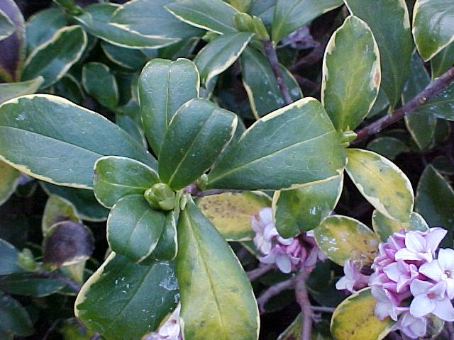 Daphne odora 'Aureo-marginata''