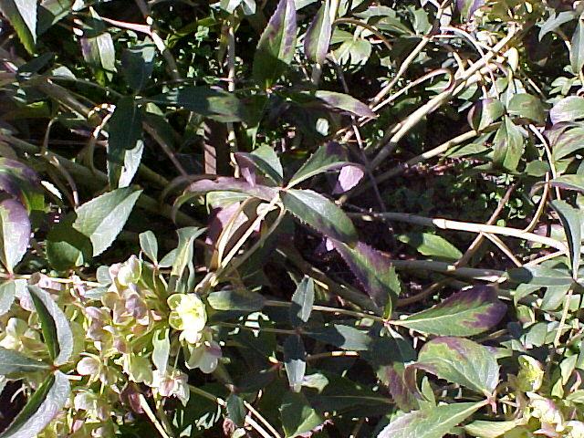 Helleborus argutifolius
