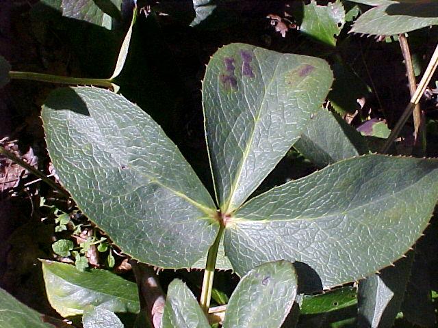 Helleborus argutifolius