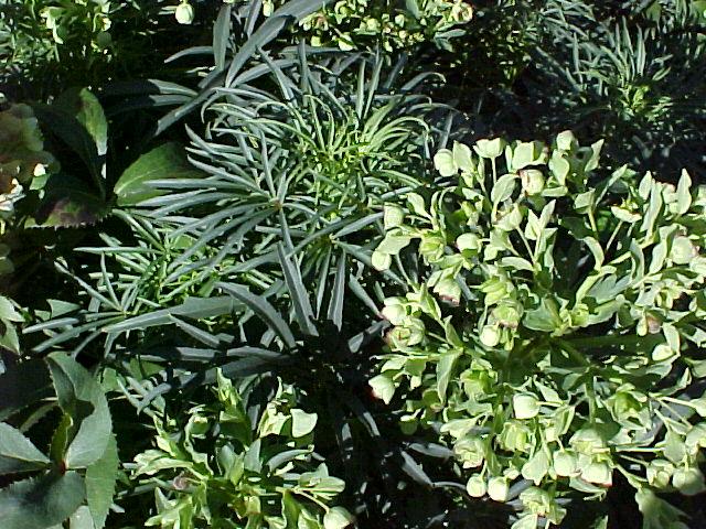 helleborus foetidus