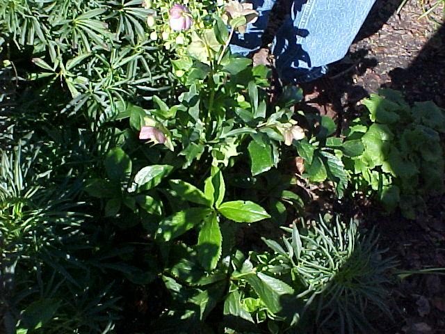 Helleborus orientalis