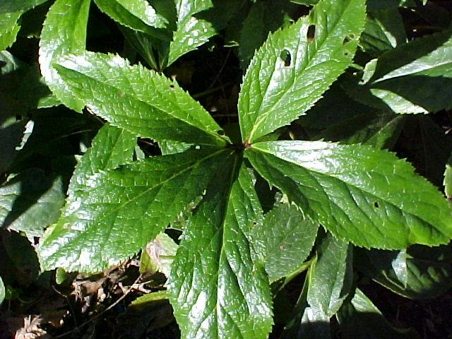 Helleborus orientalis