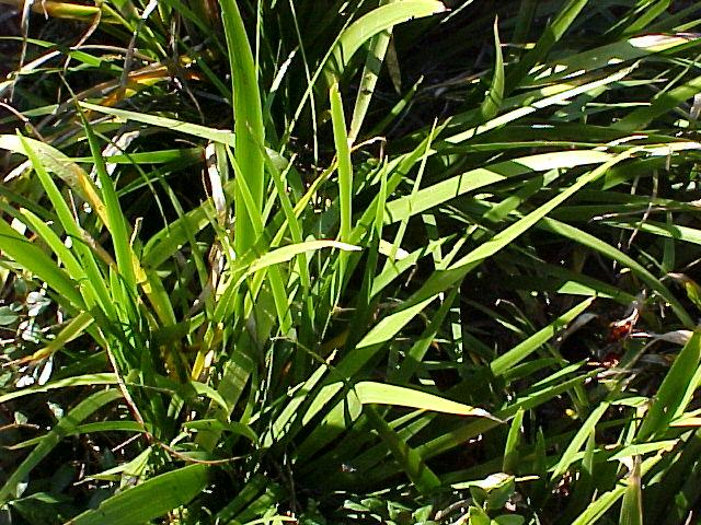 Iris foetidissima