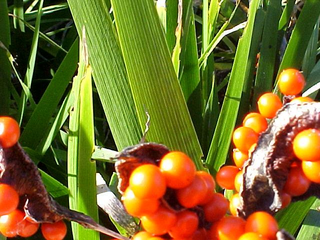 Iris foetidissima