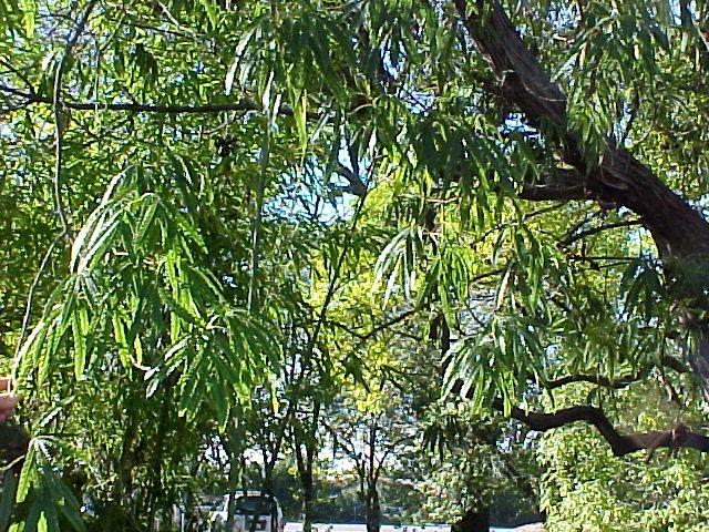 Lyonothamnus floribundus asplenifolius