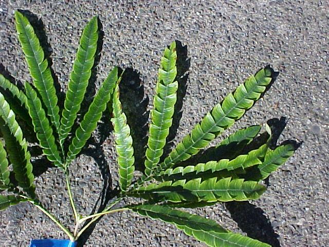 Lyonothamnus floribundus asplenifolius