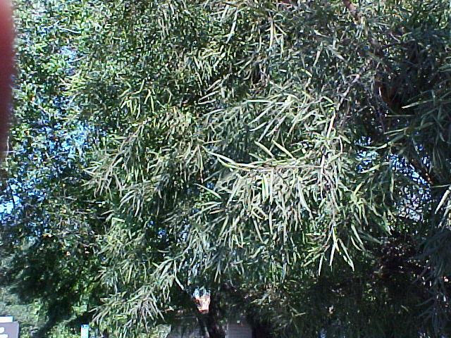 Rhus lancea