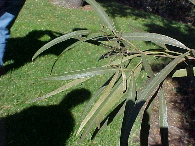 Rhus lancea