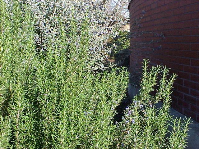 Rosmarinus officinalis