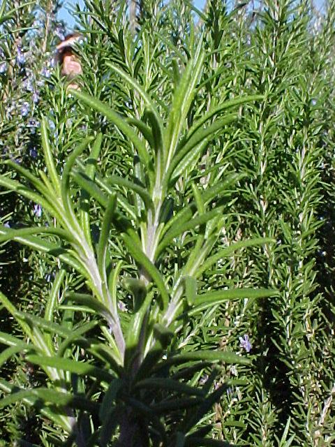 Rosmarinus officinalis