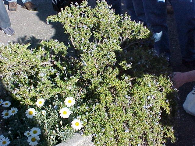 Rosmarinus officinalis 'Prostratus'