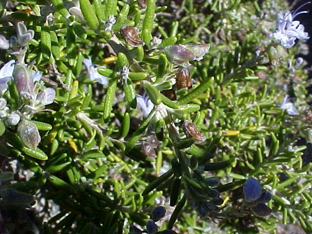 Rosmarinus officinalis 'Prostratus'