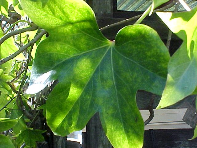 X Fatshedera lizei