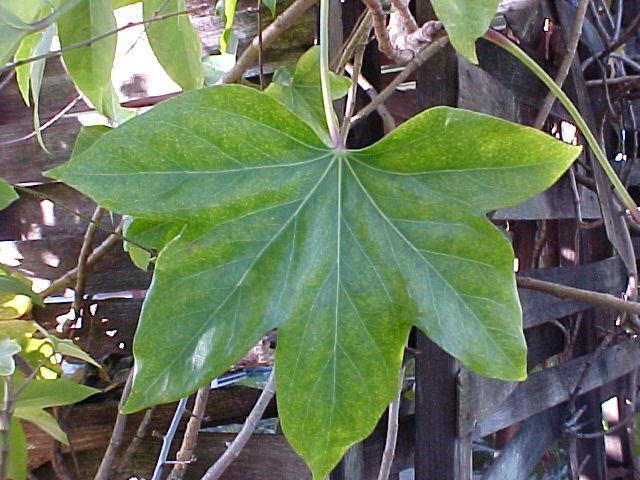 X Fatshedera lizei