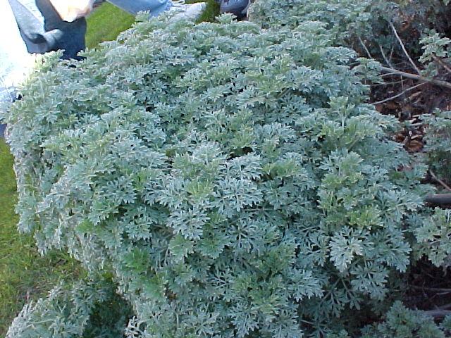 Artemisia 'Powis Castle'