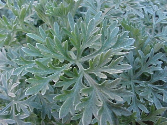 Artemisia 'Powis Castle'