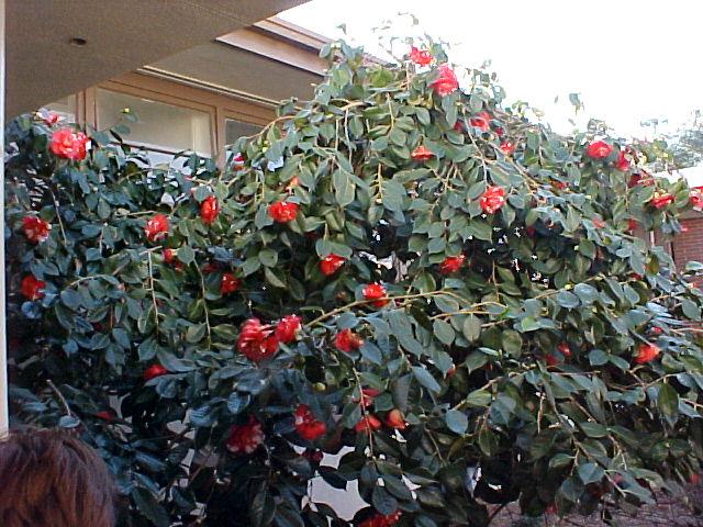 Camellia japonica'