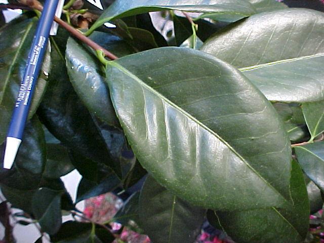 Camellia japonica'