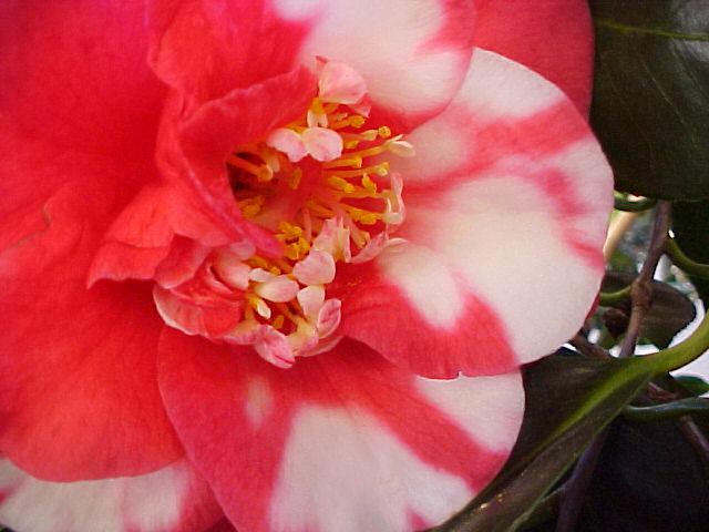 Camellia japonica