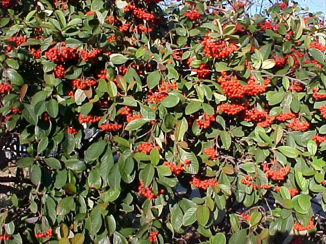 Cotoneaster lacteus'