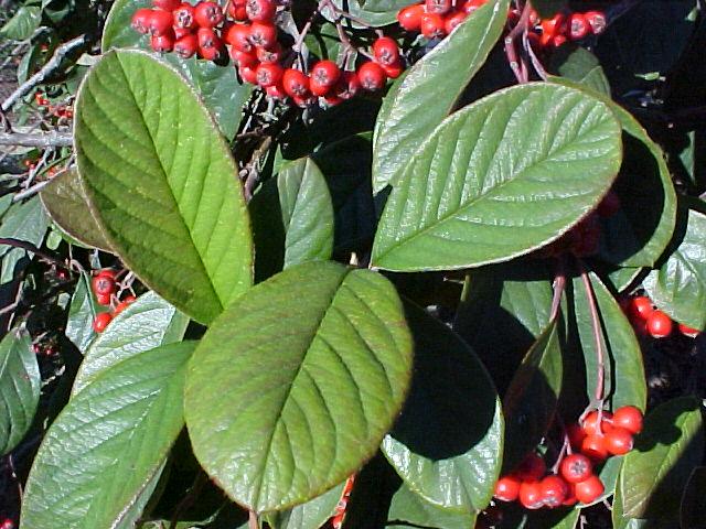 Cotoneaster lacteus'