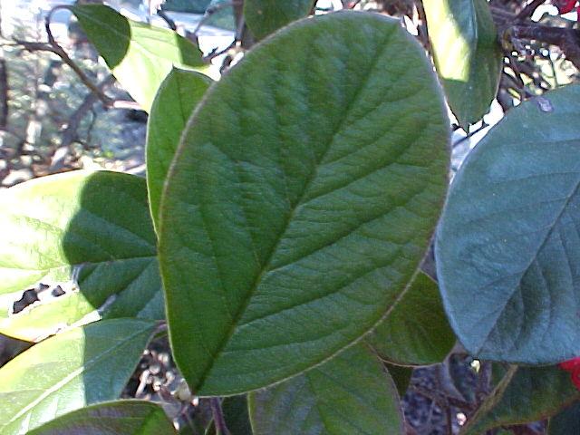 Cotoneaster lacteus'