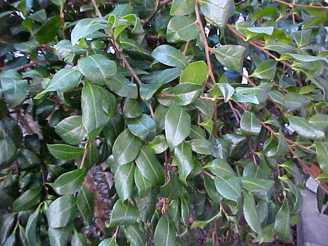 Camellia sasanqua'