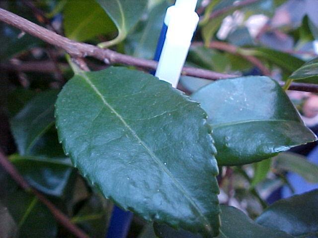 Camellia sasanqua'