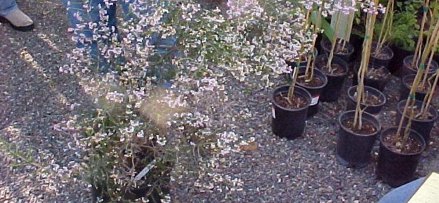 Erica canliculata 'Rosea''